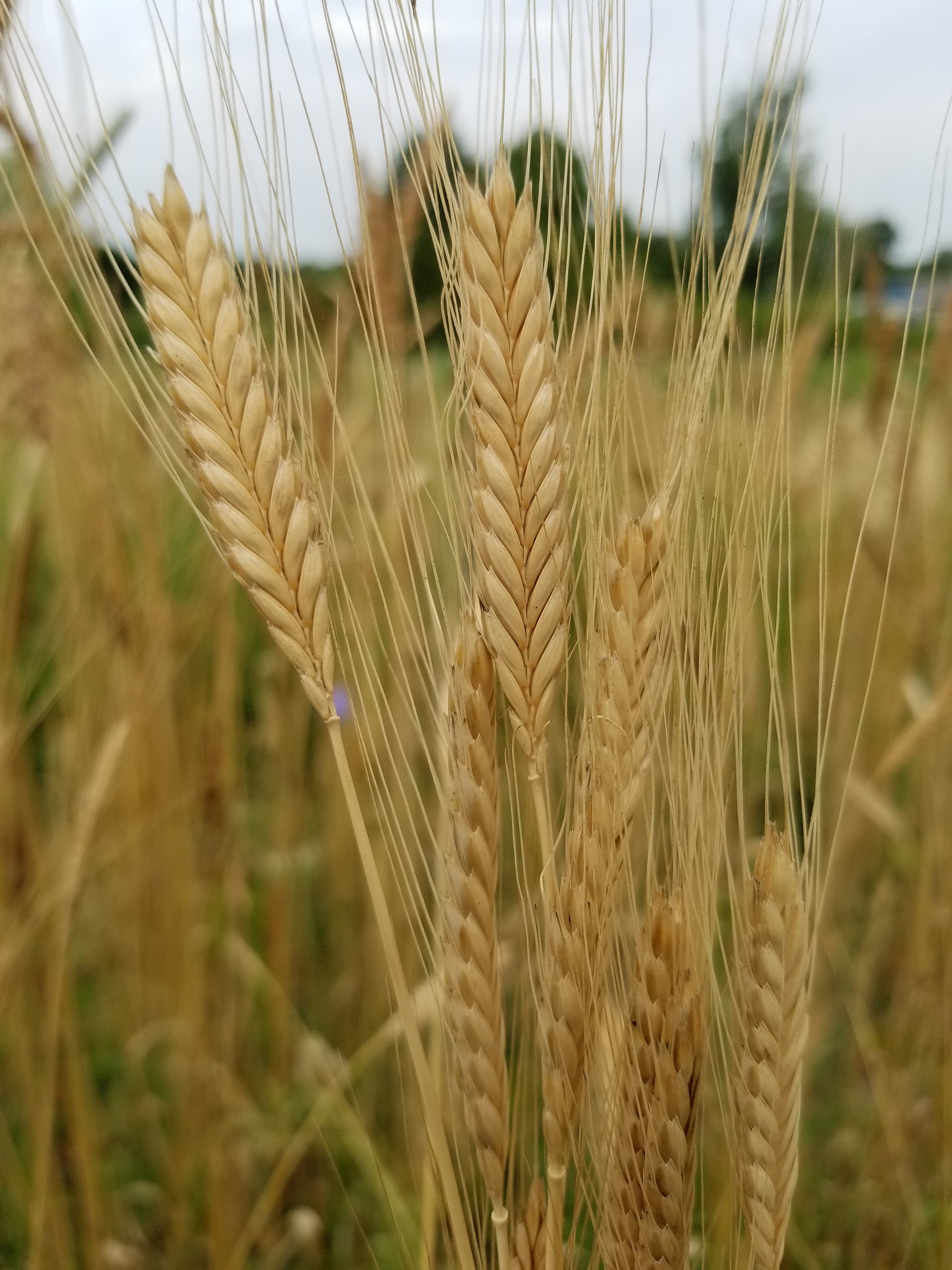 Einkorn Fall planted