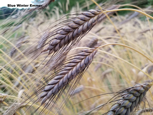 Blue Winter Emmer heads