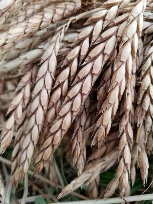 Spelt