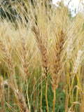 Phoenix Wheat
