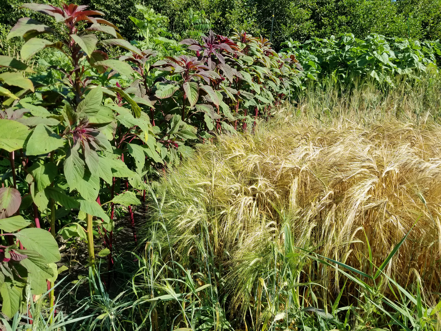 Red Leaf Amaranth