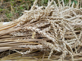 Unterengadin Wheat heads of grain