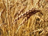 Red May Wheat heads in a field