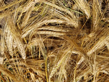 Dango Mugi Barley