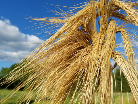 Valsergerste Barley against a beautiful blue sky