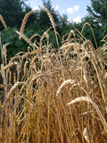 Ghirka 1517 Wheat heads