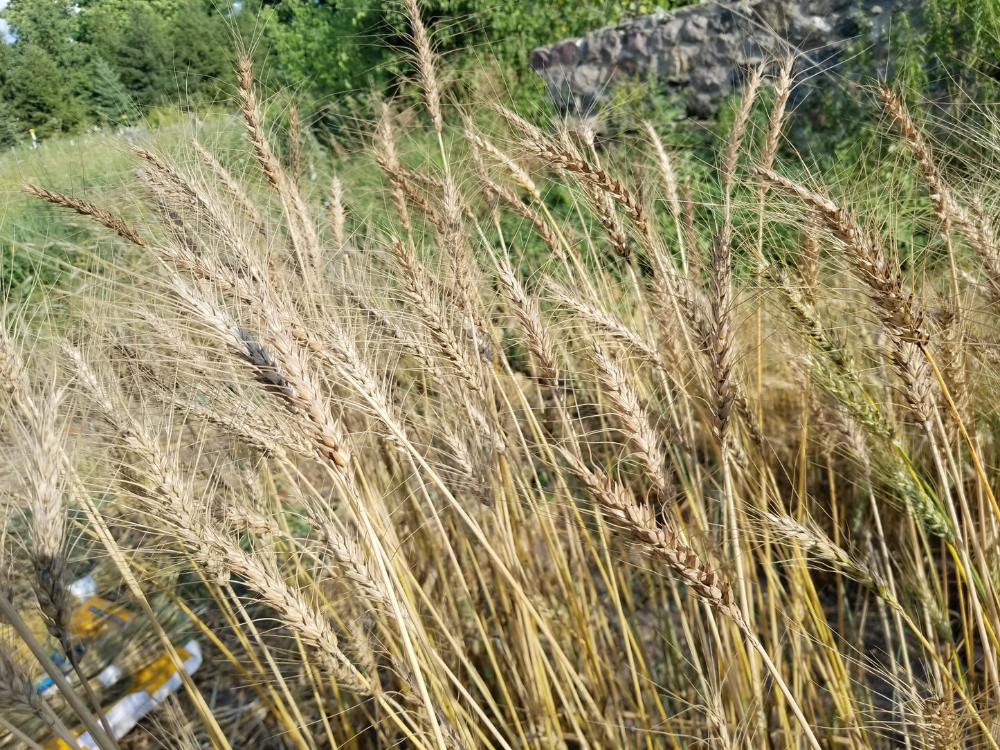 Baart Early Wheat