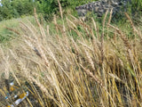 Baart Early Wheat