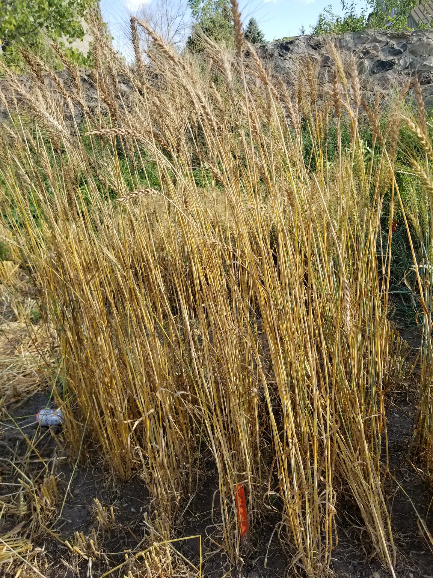 Baart Early Wheat
