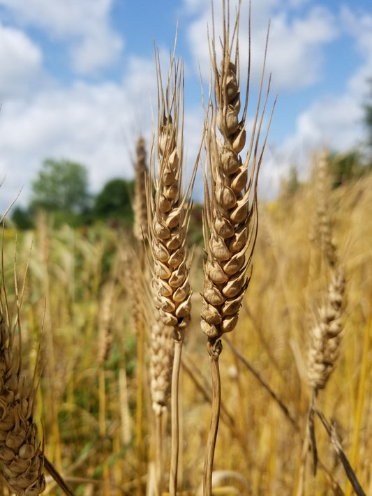 Globe Wheat Strain 1506 head