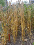 Globe Wheat Strain 1506
