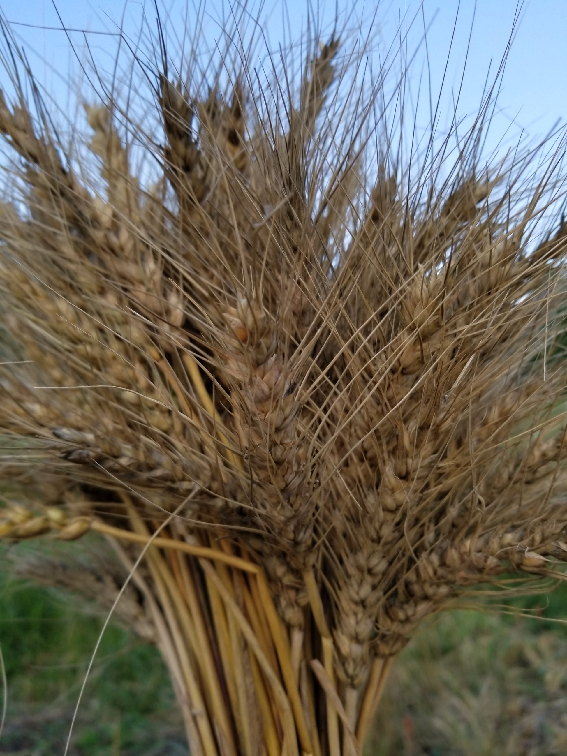 Serra Wheat