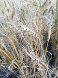 Serra Wheat