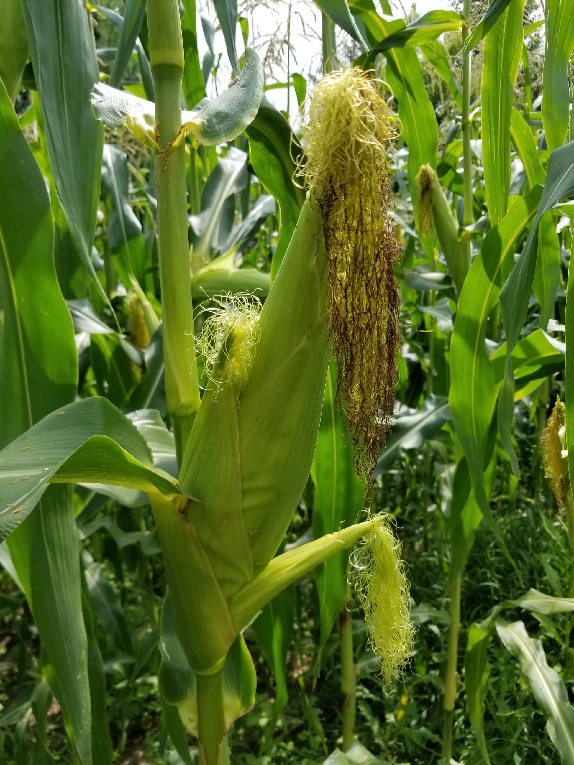 Floriani Red Flint Corn ears