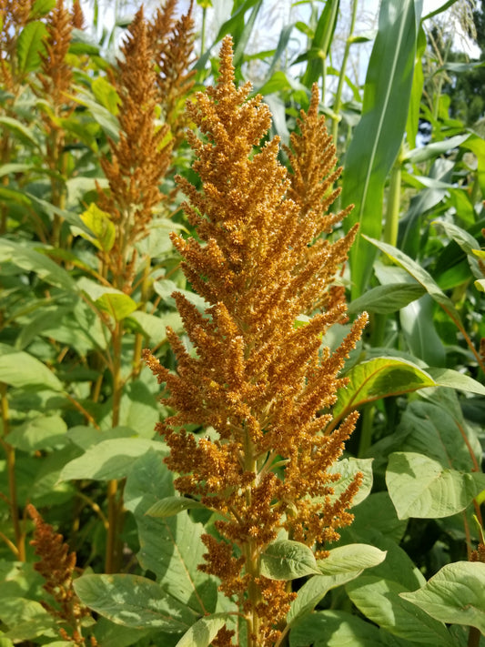 Hot Biscuits Amaranth