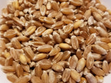 Maris Wigeon Wheat