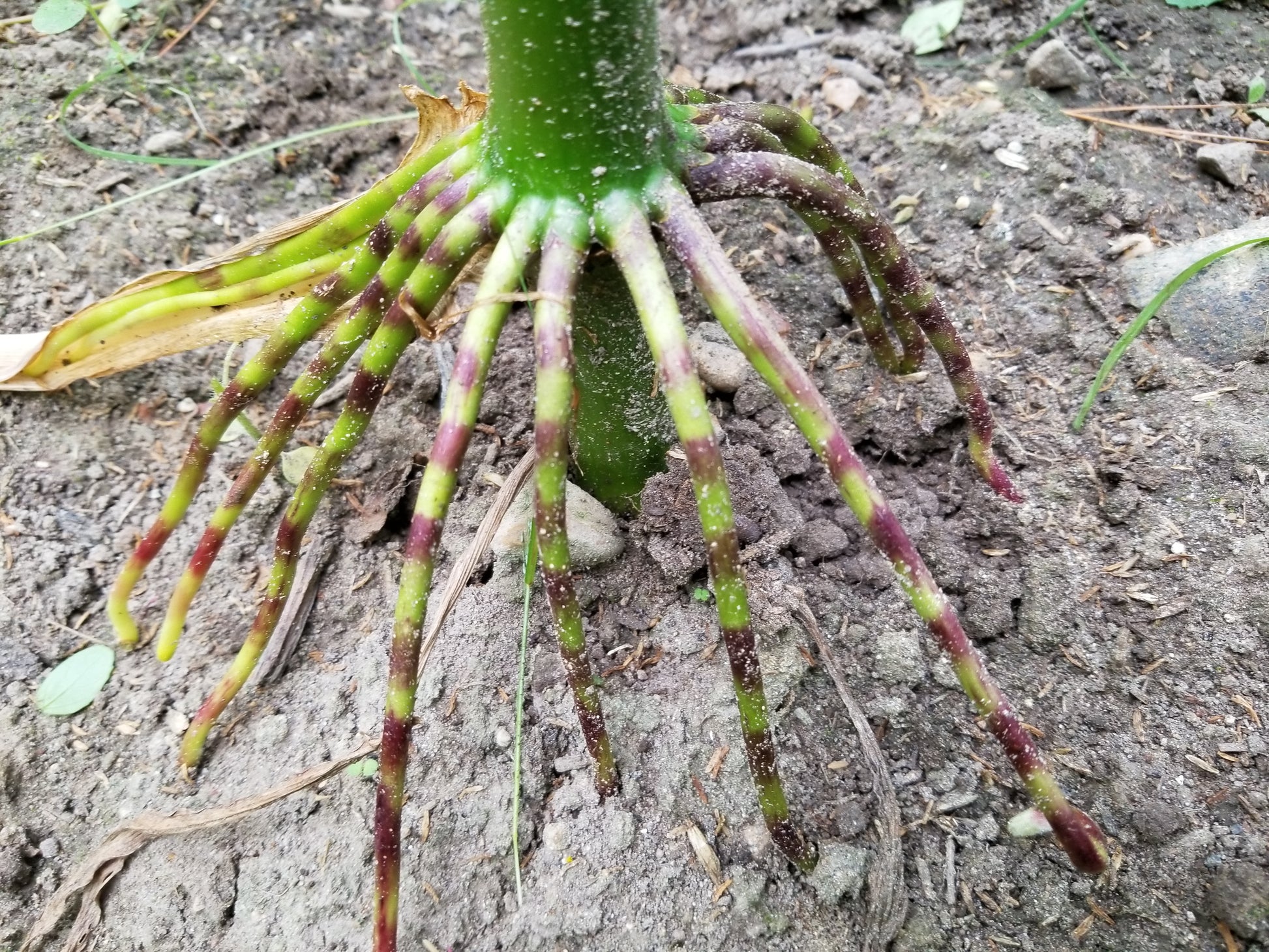 Floriani Red Flint Corn roots