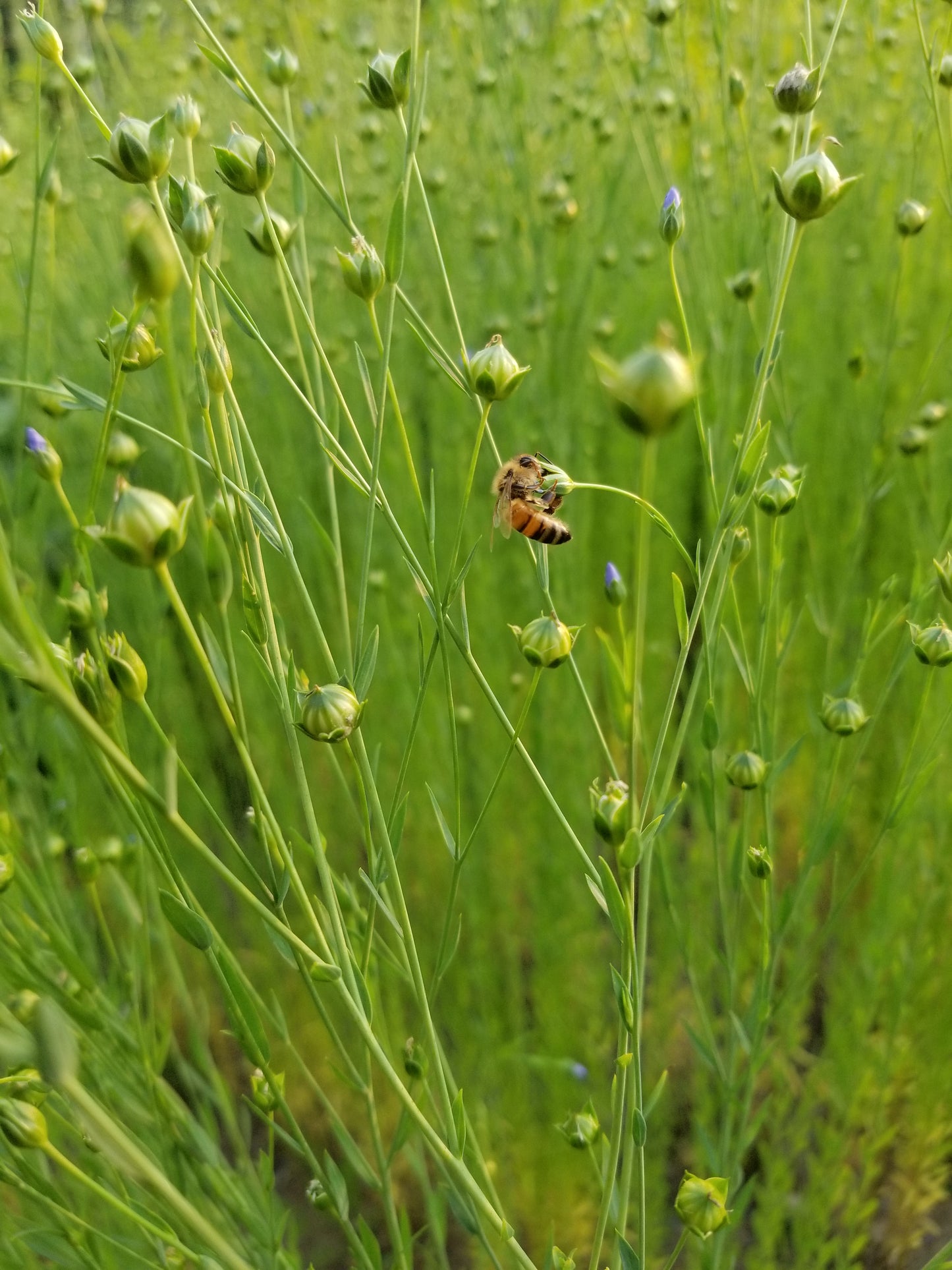 Marilyn Fiber Flax Field with Honeybee