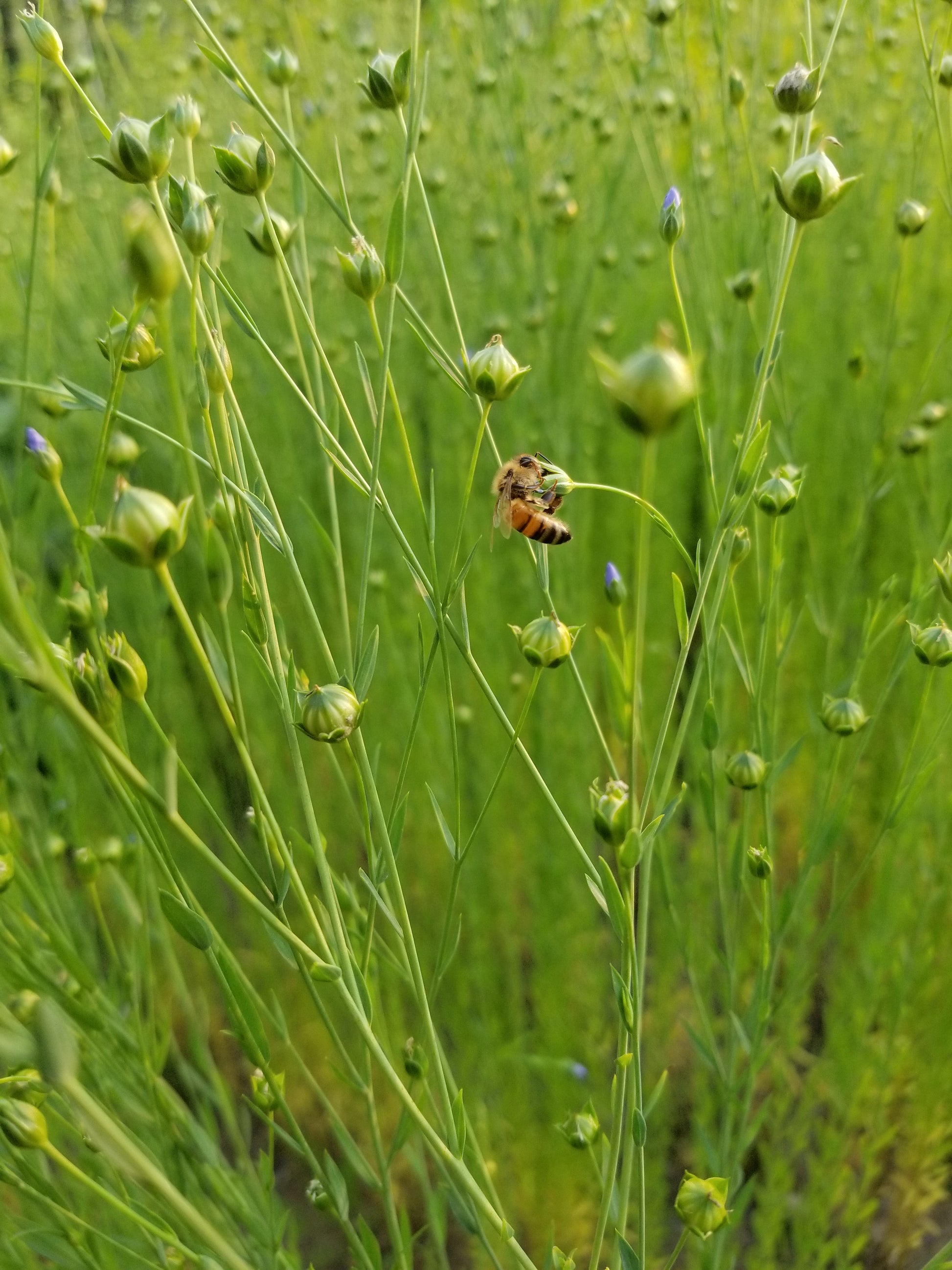 Marilyn Fiber Flax Field with Honeybee