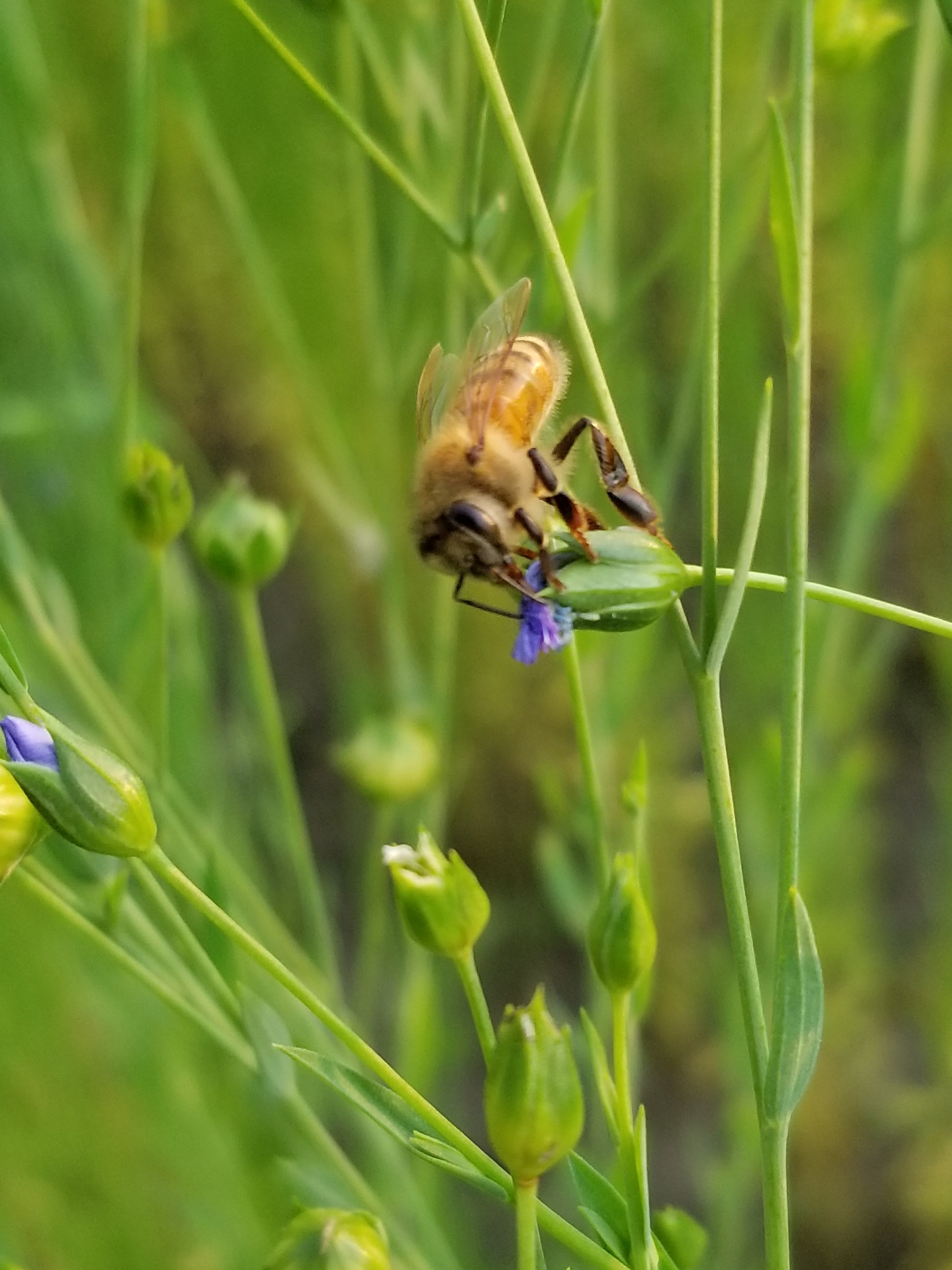 Marilyn Fiber Flax with Honeybee