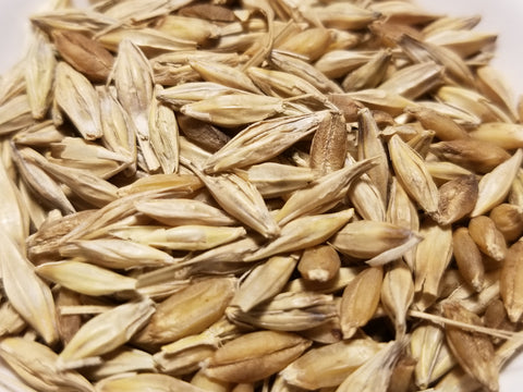 Himalayan Barley seed