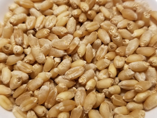 Vermont Read 1898 Wheat