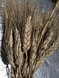 Hourani Wheat "tall" variant