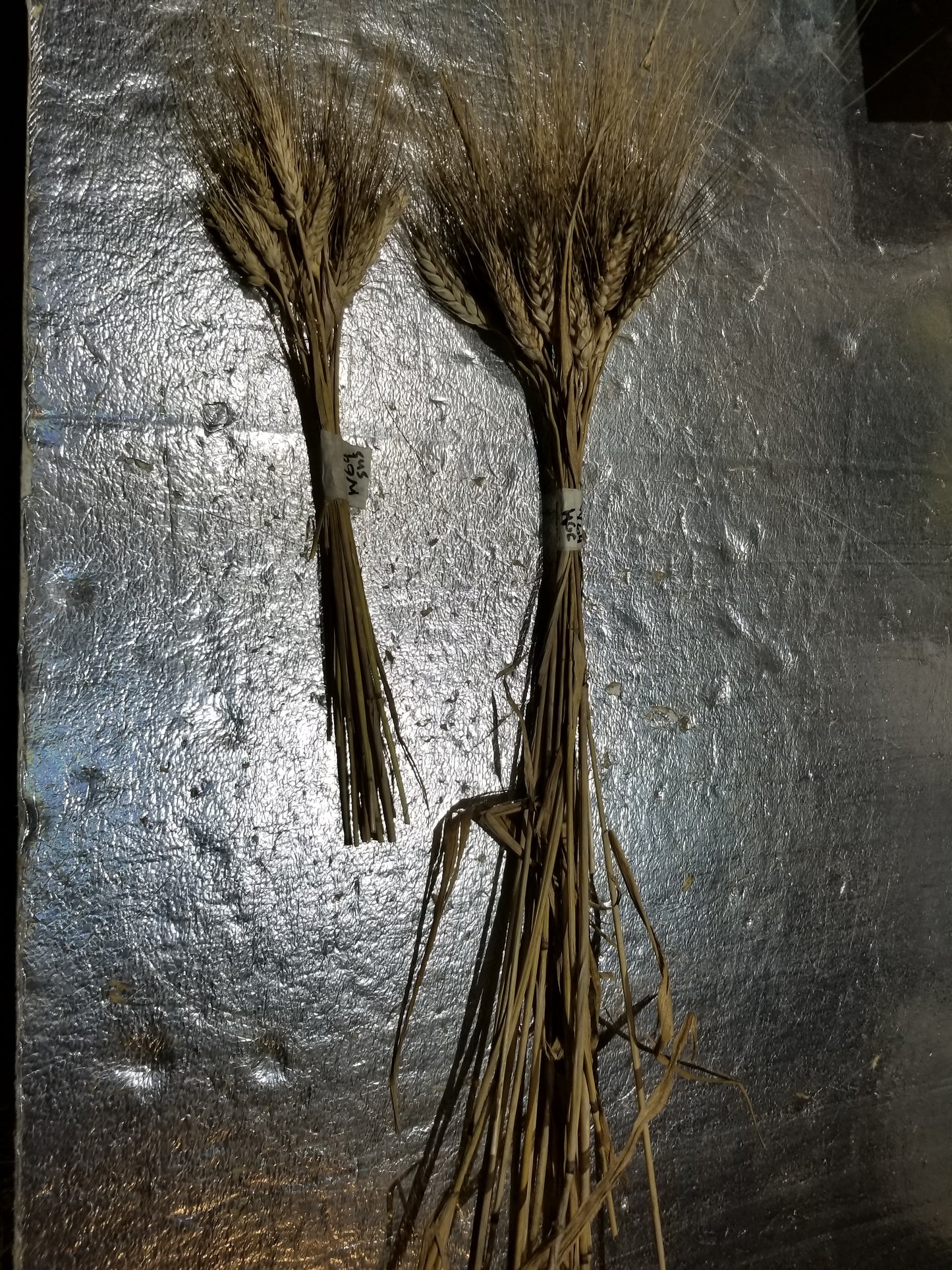 Hourani Wheat