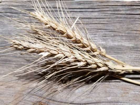 Serra Wheat heads