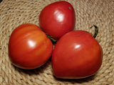 Indiana Red Tomato