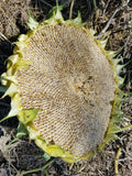 Large Homestead Sunflower head