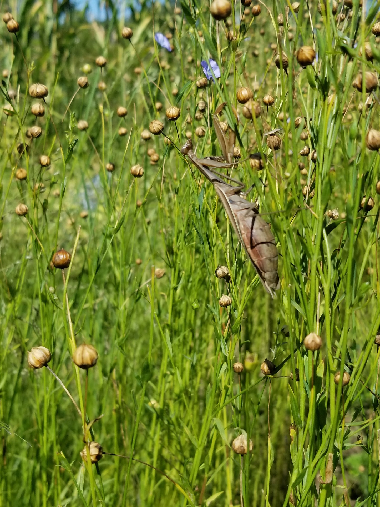 Marilyn Fiber Flax Field with Pray Mantis