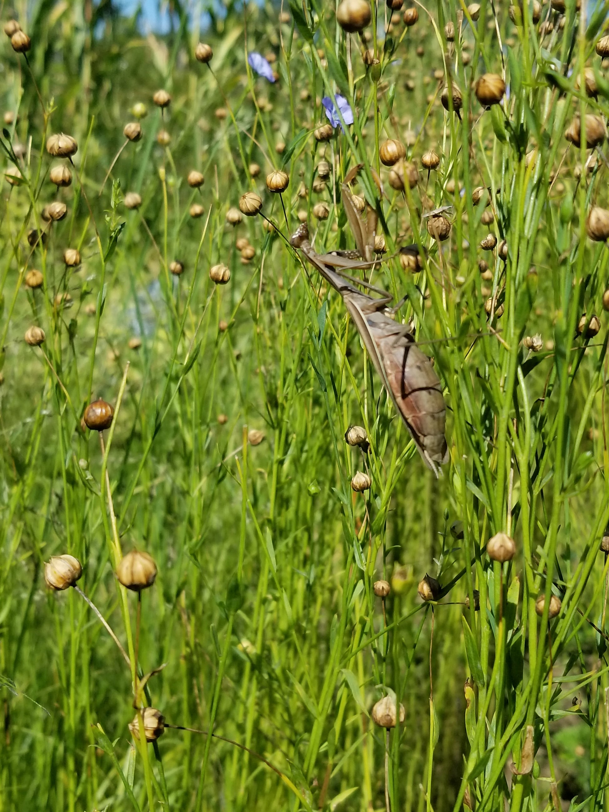 Marilyn Fiber Flax Field with Pray Mantis
