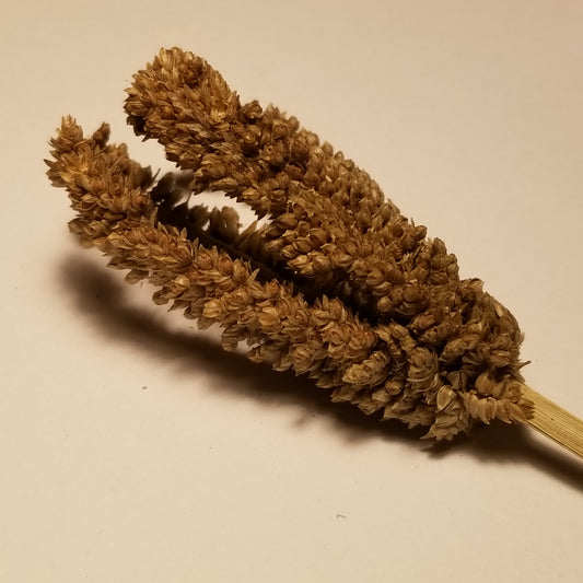 Dragon's Claw Millet