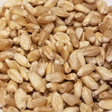 Pacific Bluestem No. 37 Wheat seed
