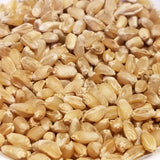Pima Wheat seeds