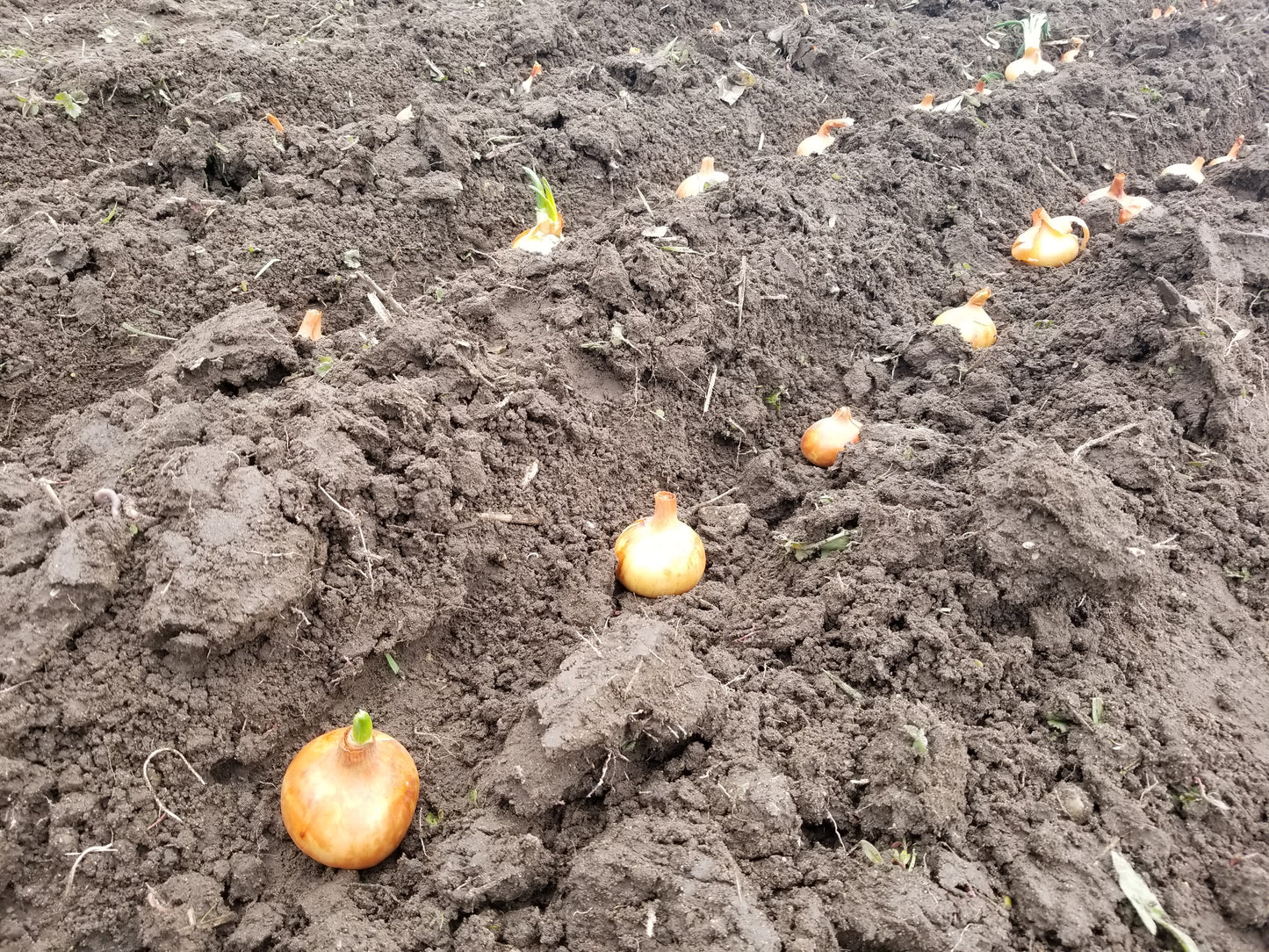 Stuttgart Onion being placed to grow for seed (Stuttgarter)