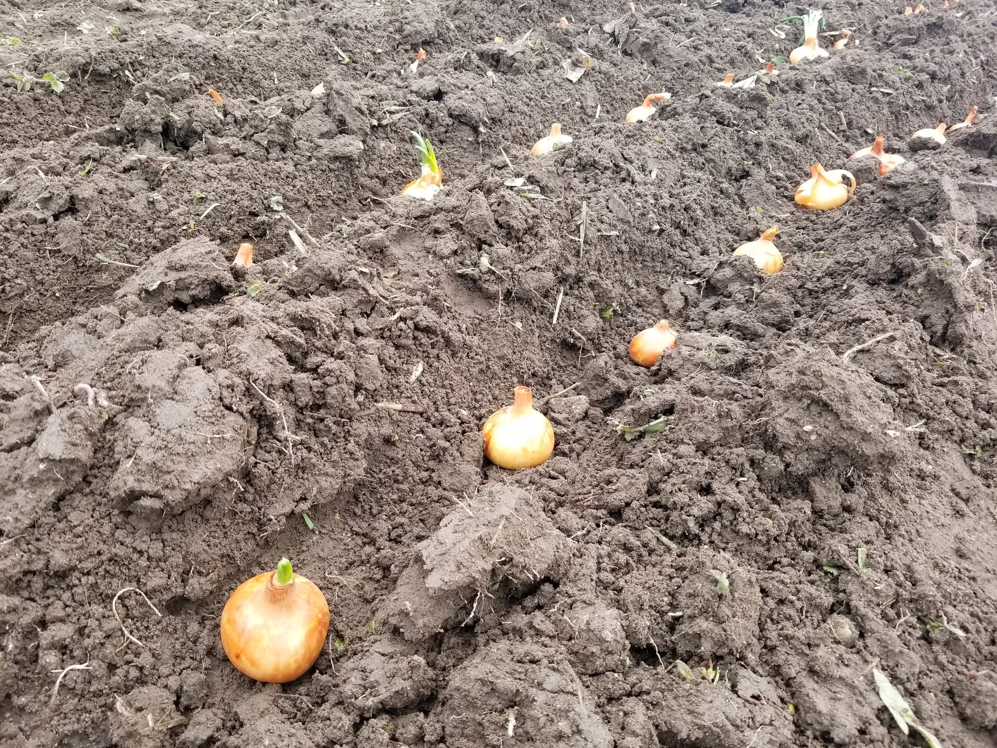 Stuttgart Onion being placed to grow for seed (Stuttgarter)