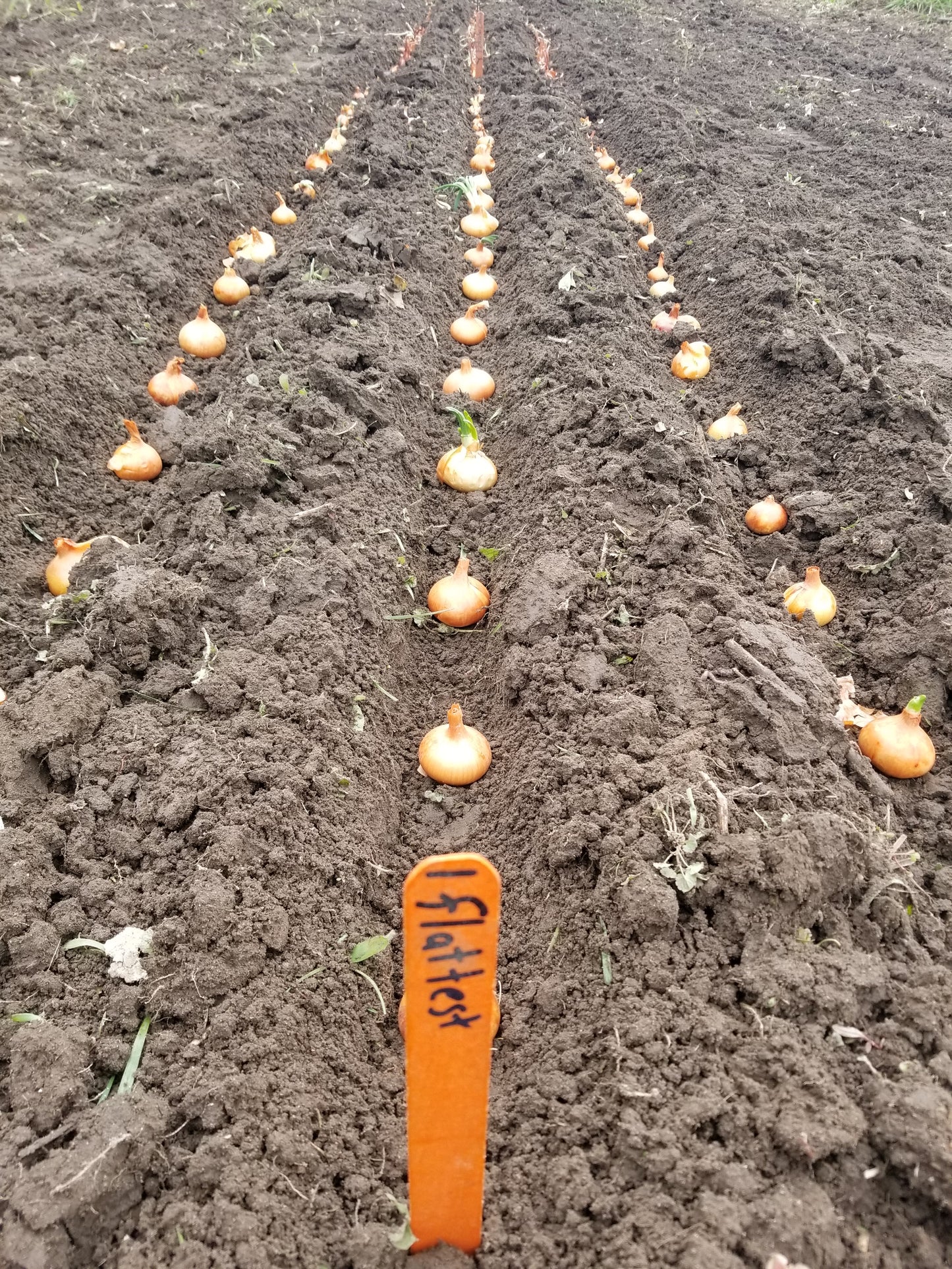 Stuttgart Onion