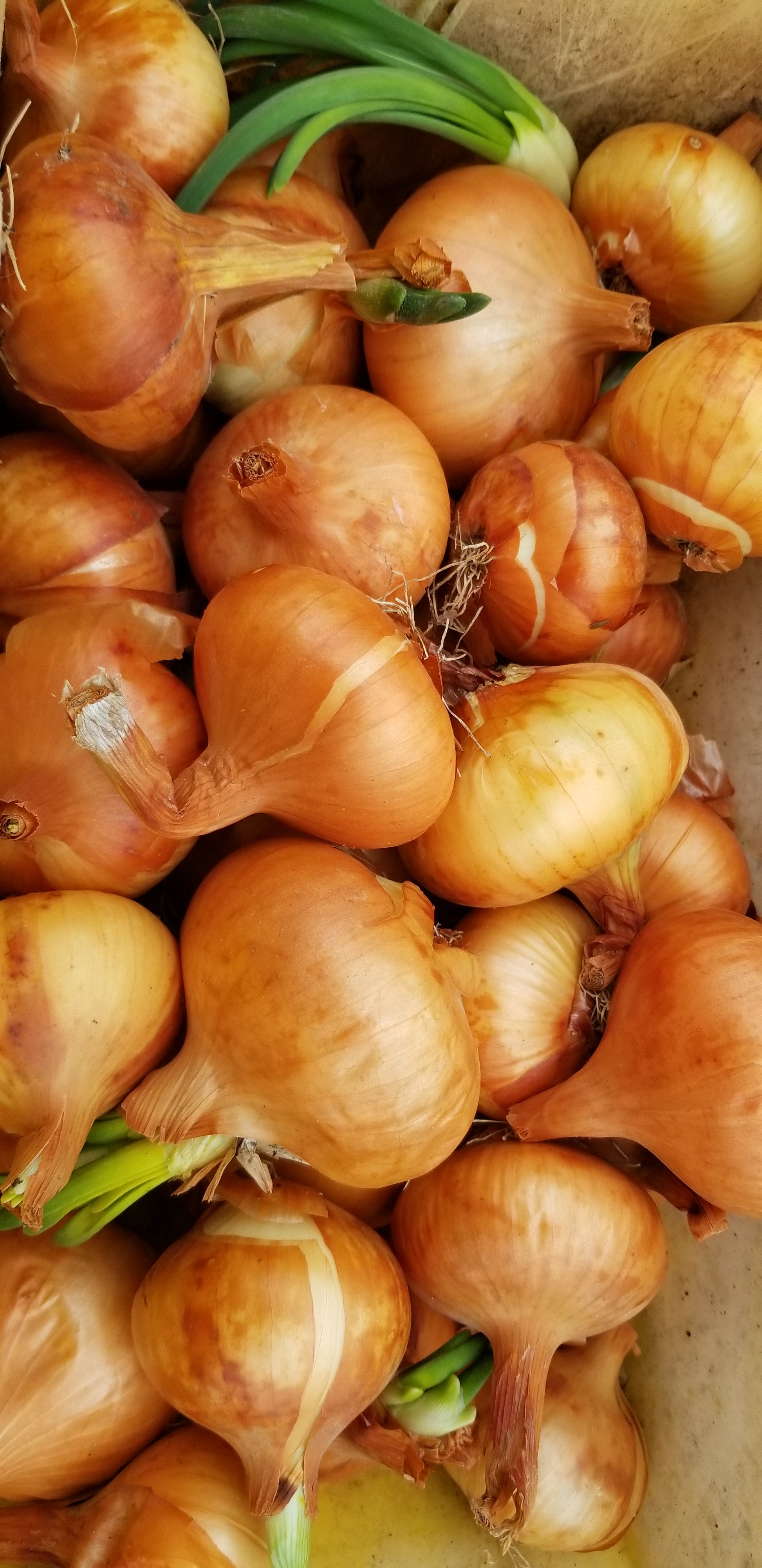 Stuttgart Onion after being stored for the winter (Stuttgarter Onion)
