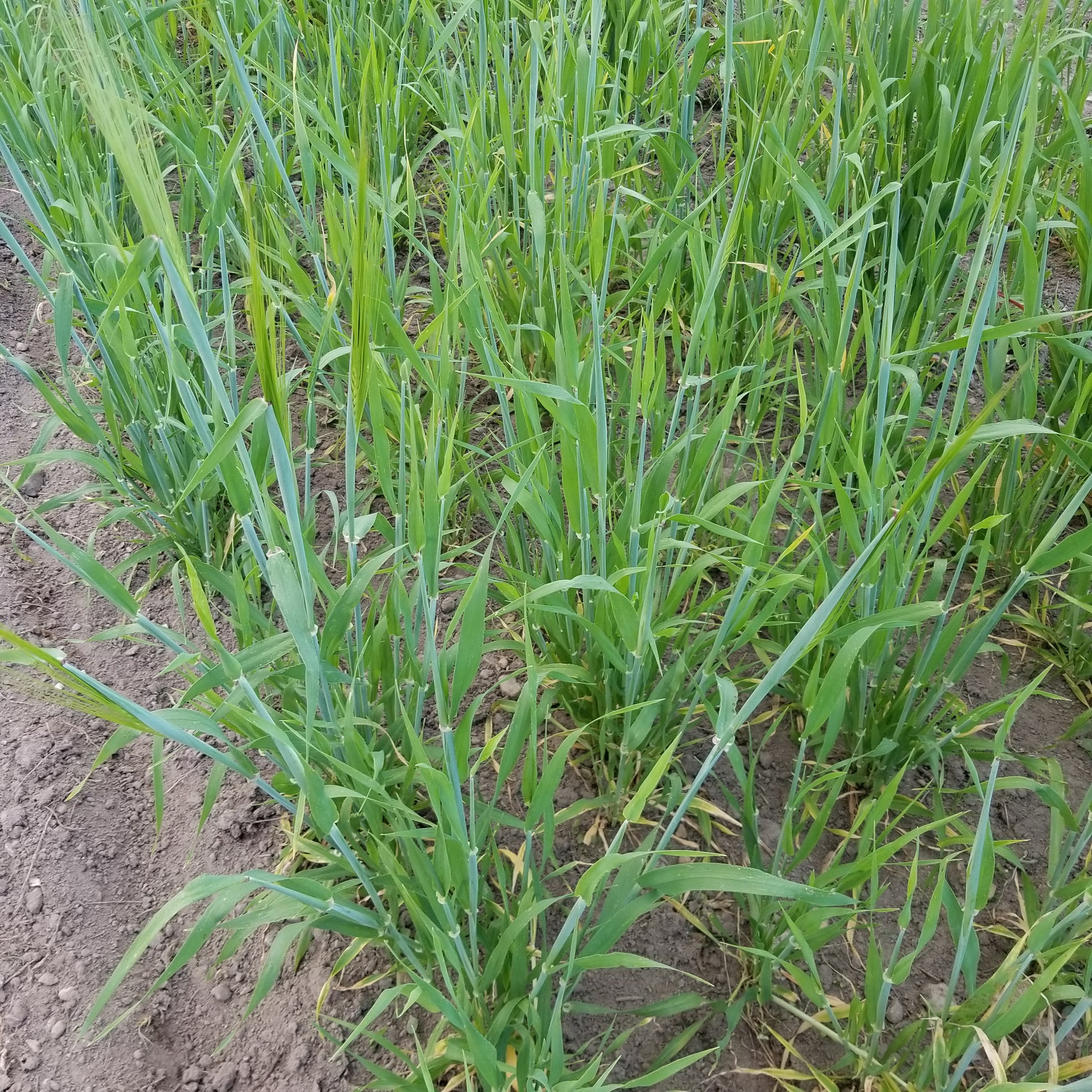 Plot of Bere Barley