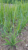 Naked Food Barley 111-621 plot of plants