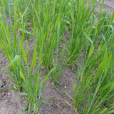 White Sonora Wheat in early spring growth.