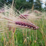 awn of Sumire Mochi Barley (early ripening)