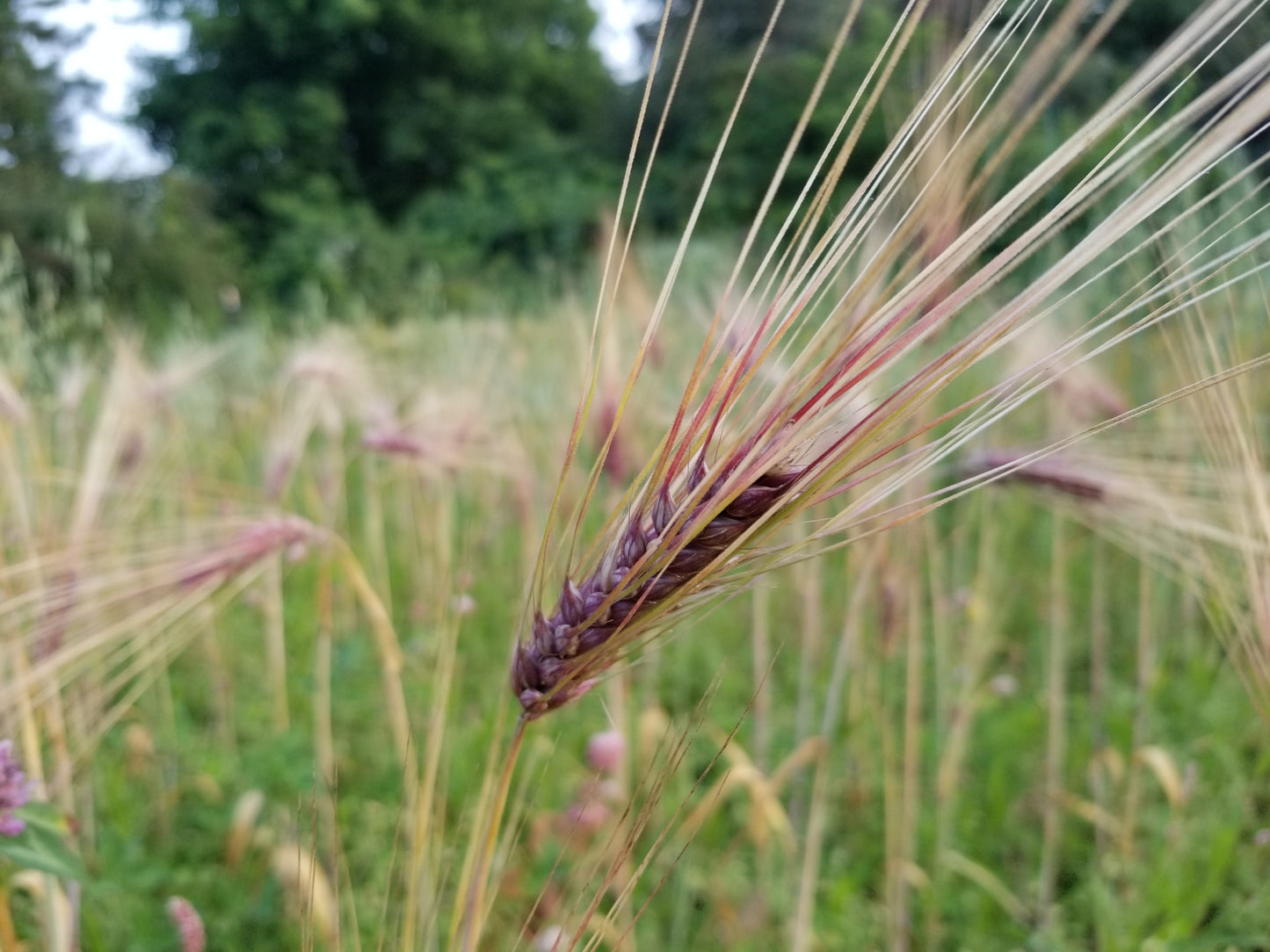 awn of Sumire Mochi Barley (early ripening)