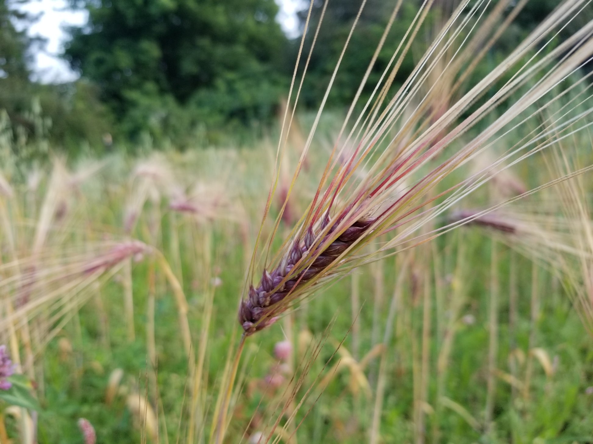 awn of Sumire Mochi Barley (early ripening)