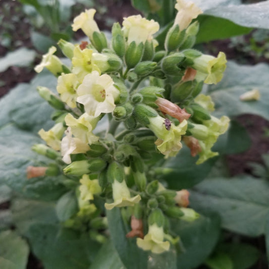 short season northern tobacco