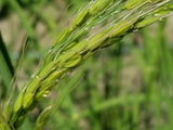 Duborskian Upland Rice
