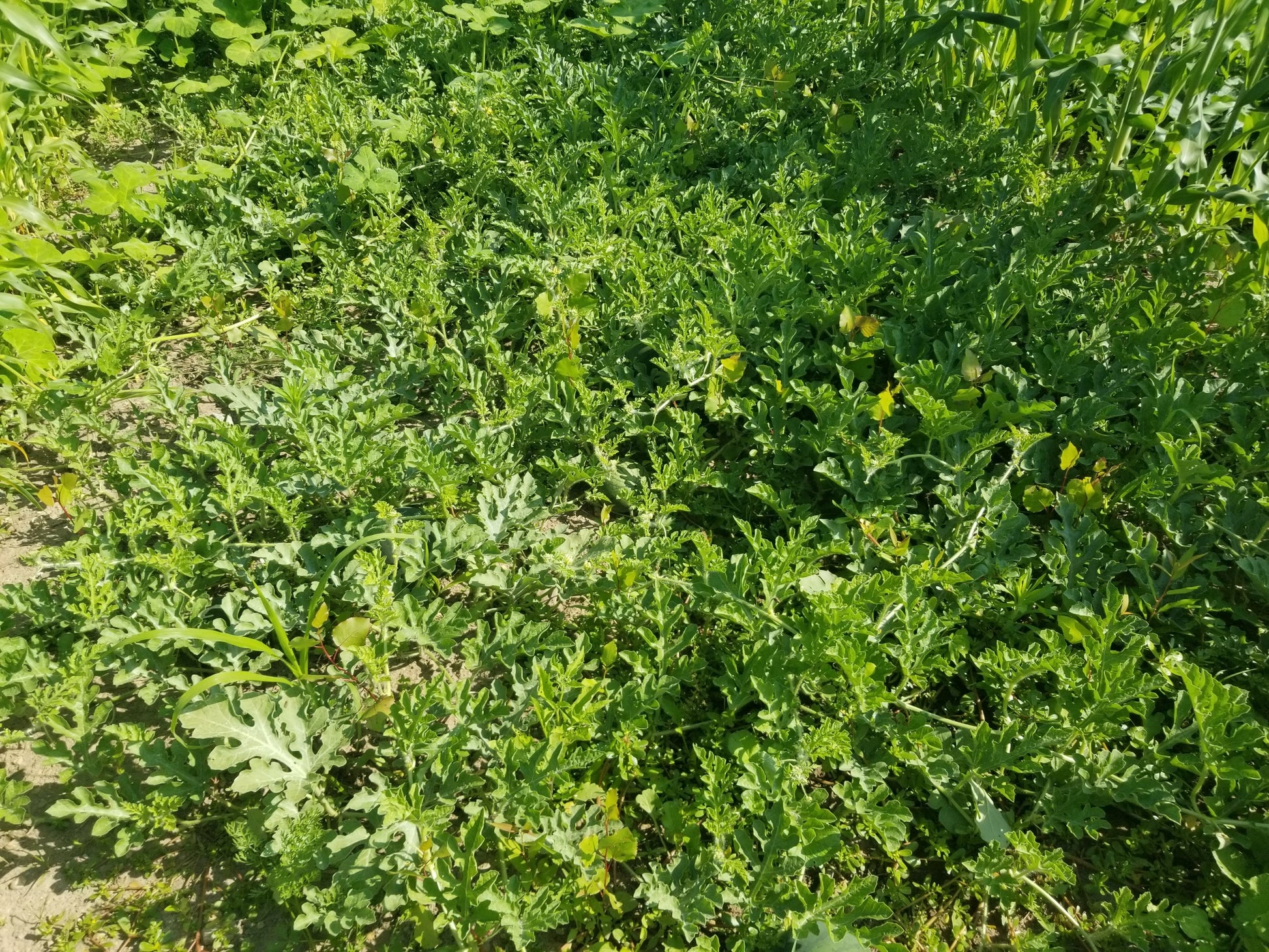 Blacktail Mountain Watermelon vines form a dense cover