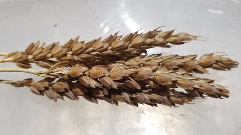 Apically awnletted mature harvested spikes of soft red winter Fulcaster Wheat ready for threshing